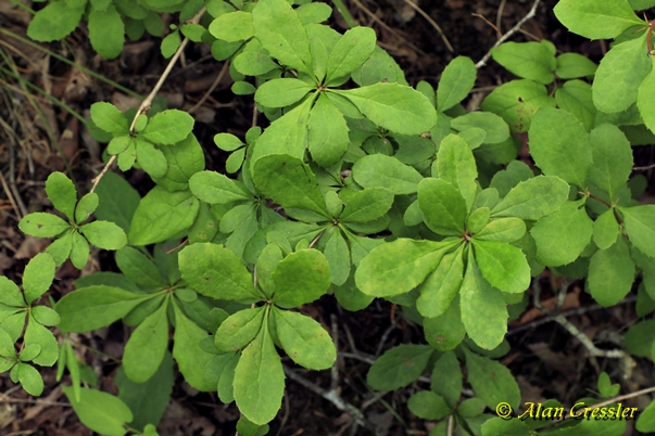 {Berberis canadensis}